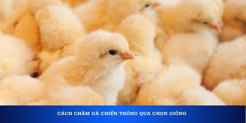 Cách chăm gà chiến thông qua chọn giống