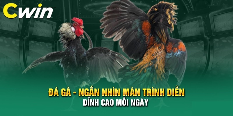 Các kiểu cược tại đá gà Cwin