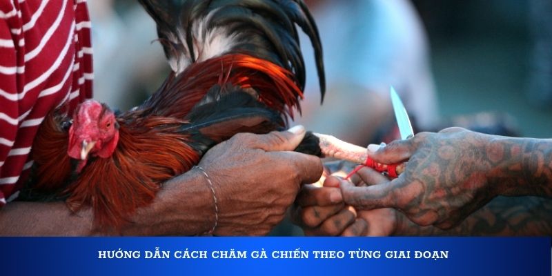 Hướng dẫn cách chăm gà chiến theo từng giai đoạn