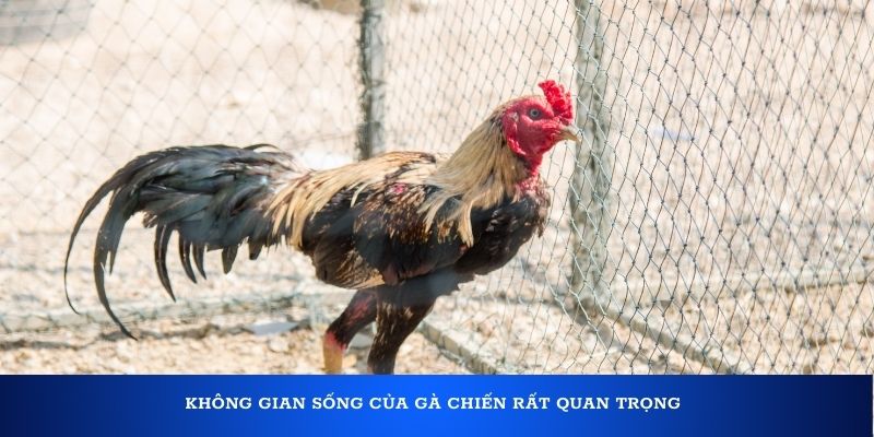 Một số dụng cụ cần có trong cách chăm gà chiến