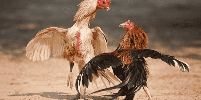 Mức ăn thưởng có một không hai