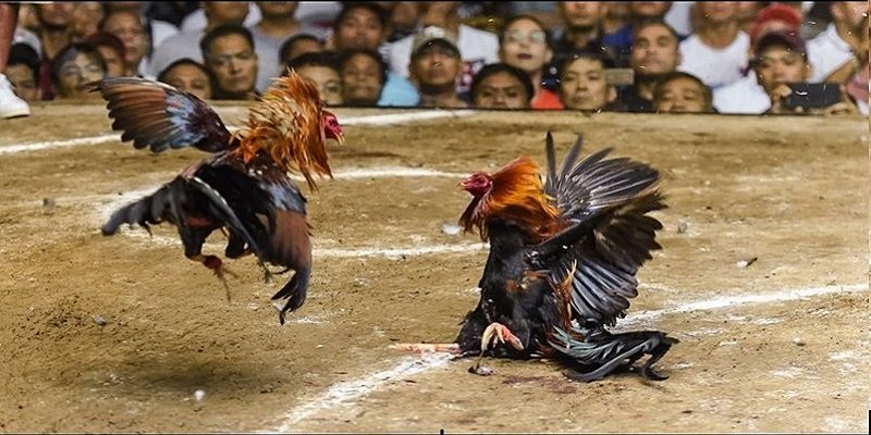 Xem đá gà Thomo Campuchia hôm nay cùng Cwin