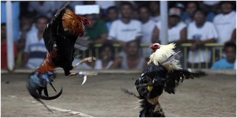 Sự phát triển của loại hình đá gà Campuchia